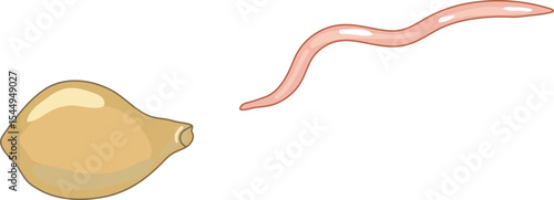 Juvenile earthworm hatching from cocoon isolated on white background. Scheme for biology lesson