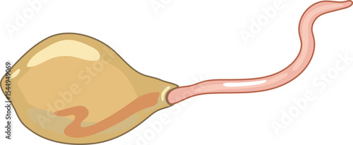 Juvenile earthworm hatching from cocoon isolated on white background. Scheme for biology lesson