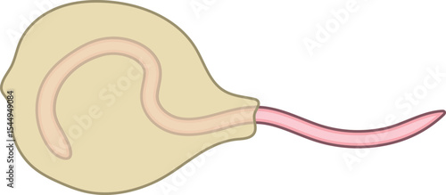 Juvenile earthworm hatching from cocoon isolated on white background. Scheme for biology lesson