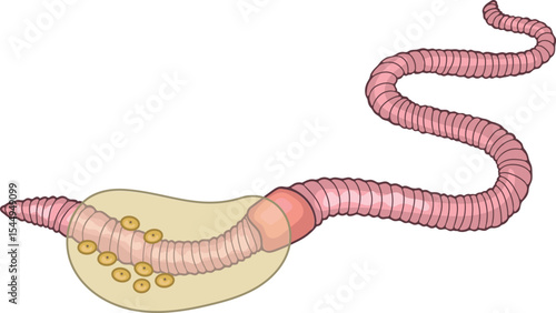 Adult earthworm shedding a slimy cocoon containing eggs isolated on white background. Scheme for biology lesson