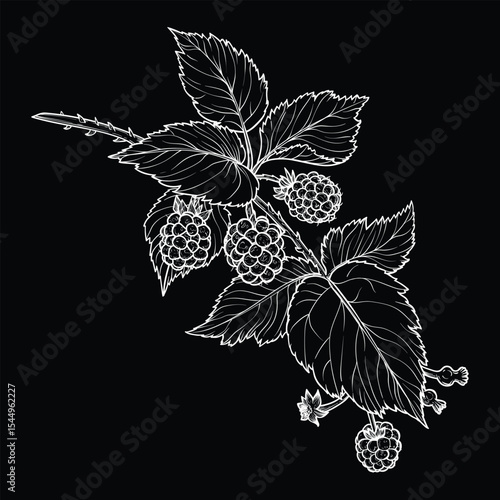 Botanical illustration of a blackberry branch. Vector hand drawn line art of this beautiful sweet fruit plant isolated on black background. Highly detailed illustration for online and print