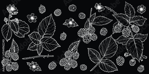 Set of white line art blackberry plant with flowers, leaves, fruits isolated on black background. Hand drawn botanical illustration of summer fruit. For print and online projects