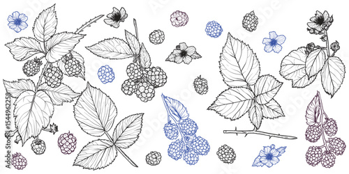 Set of line art blackberry plant with flowers, leaves, fruits isolated on white background. Hand drawn botanical illustration of summer fruit. For print and online projects