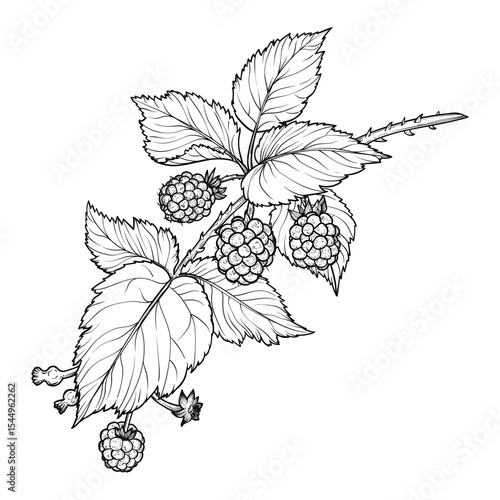 Botanical illustration of a blackberry branch. Vector hand drawn line art of this beautiful sweet fruit plant isolated on white background. Highly detailed illustration for online and print
