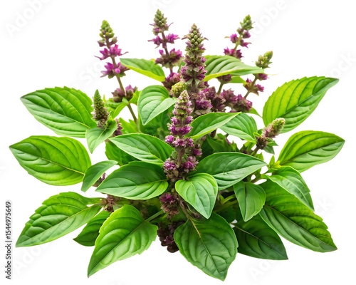 Lush Green Holy Basil Plant Vibrant Purple Flowers Detailed Close Up Shot A I Generated Image isolated on a transparent background