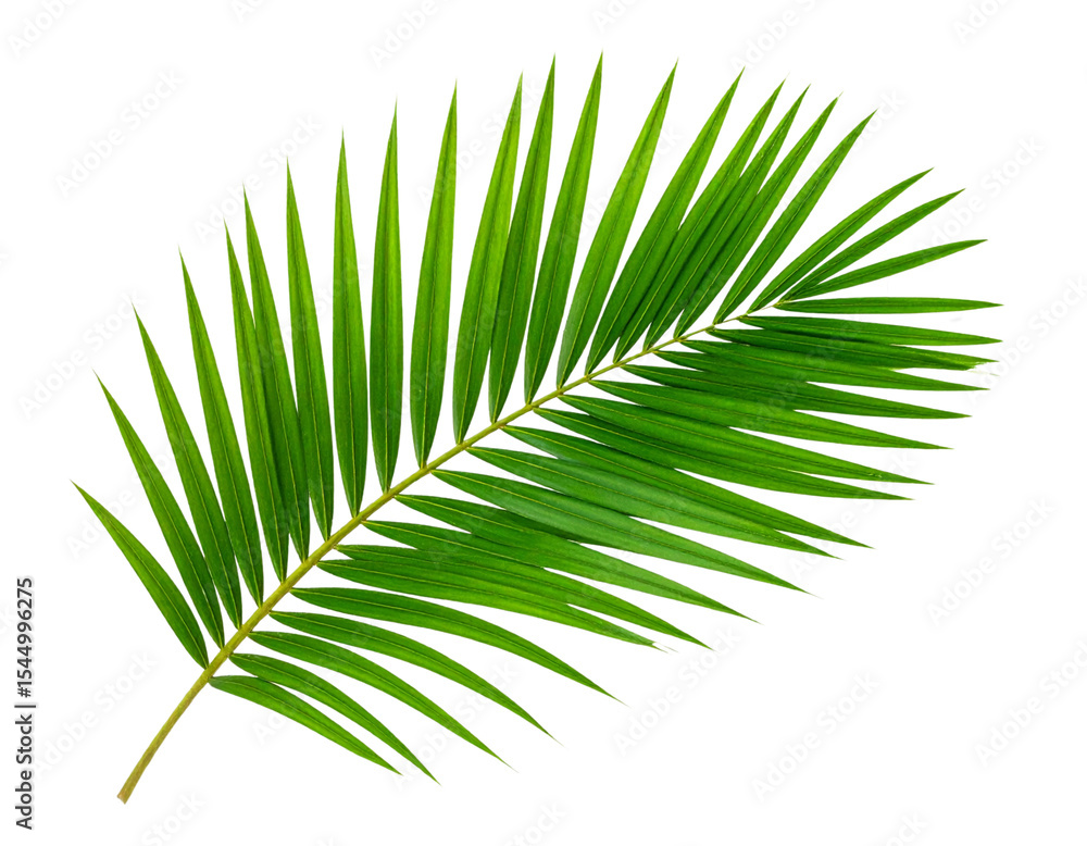 Obraz premium palm leaf isolated on white