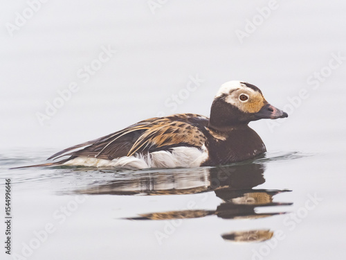 A close up, side on shot of a male Long-tailed Duck predominantly in alternate, summer plumage