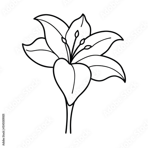 amaryllis flower outline line art