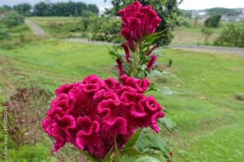 Cuadro en lienzo Beautiful red flowers of Celosia cristata or cockscomb or Jengger ayam bloom outdoors