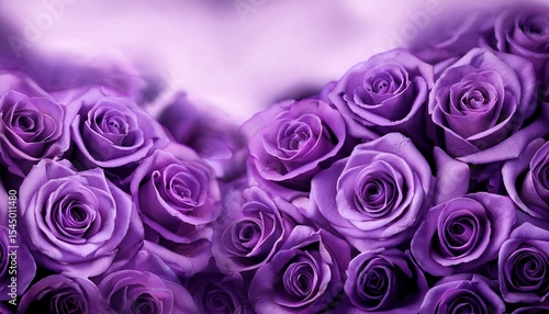 Obraz na płótnie purple roses background