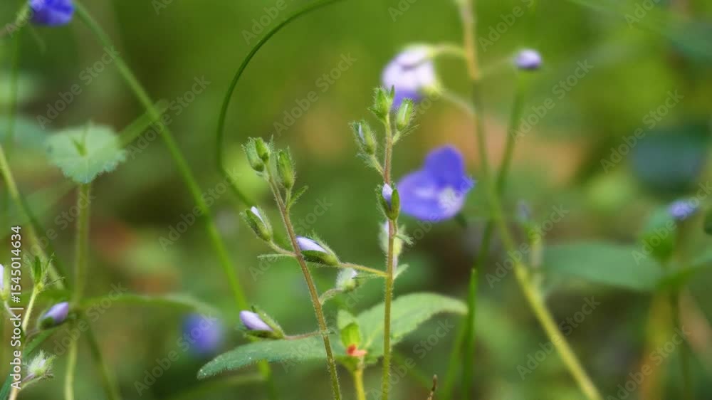 dynamic close-up of blue flower in green grass, zoom in and out of focus dynamic close-up of blue flower in green grass, zoom in and out of focus