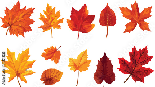 Colorful Autumn Leaves Collection Vector Illustration featuring various types of fall foliage in shades of red orange and yellow isolated on a white background perfect