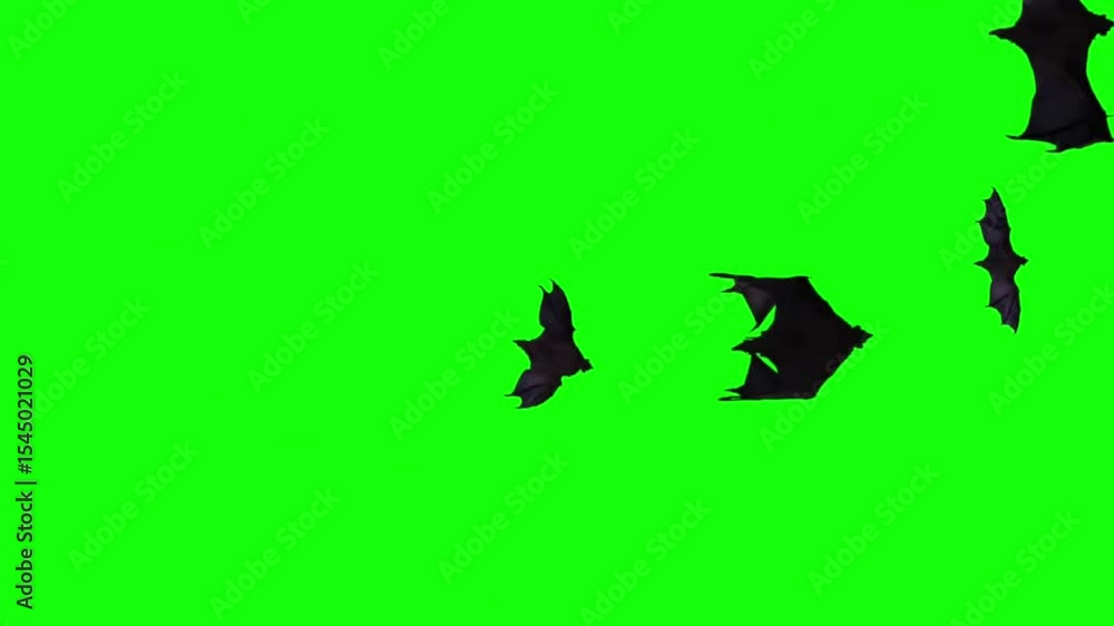 A spooky 2D animation 4K stock footage bats flying green screen Halloween transition key color chroma key elements
