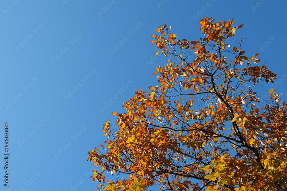 Obraz premium 黄葉と青空