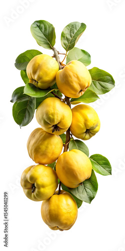 Wallpaper Mural Branch of ripe yellow quince fruits with green leaves isolated on white Torontodigital.ca