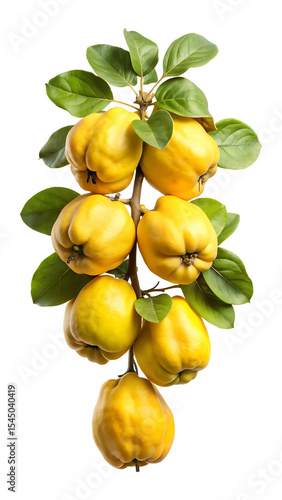 Wallpaper Mural Cluster of ripe quince fruits hanging on a branch with green leaves Torontodigital.ca