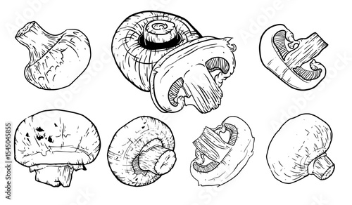 Mushrooms hand drawn set. Champignon Botanical Food ink Drawing illustration collection. 