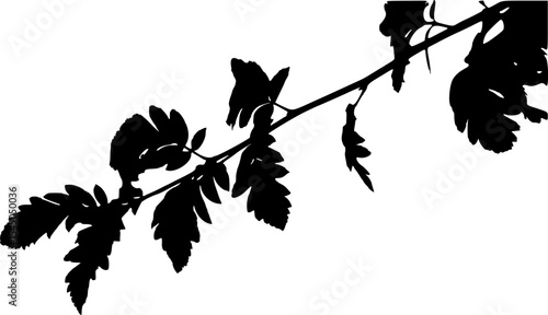 Vector illustration of a branch of oakleaf rowan
