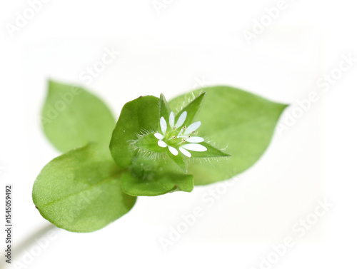 Common chickweed Stellaria media white flower and leaves isolated on white background