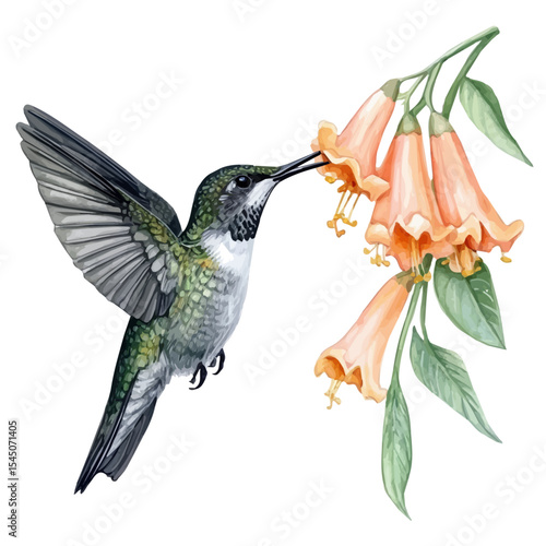 Hummingbird Feeding Spring Flower, watercolor painting vector, isolated on a white background.