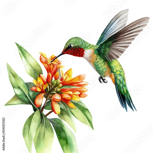 Hummingbird Feeding Spring Flower, watercolor vector, isolated on a white background.