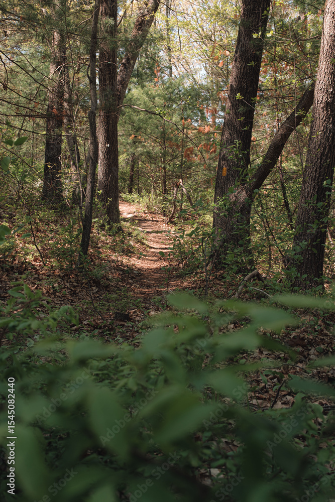Obraz premium The view from a public hiking trail in Newburyport, Massachusetts. This trail is located in a wooded part of the city, not far from downtown or the ocean. People can visit to relax and enjoy nature.