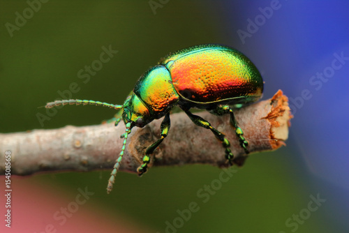 insect Chrysolina fastuosa from below
