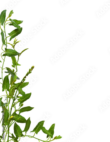 Twigs of fresh bindweed wit...