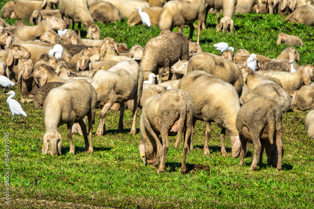 Obraz premium Flock Grazing with Cattle Egrets