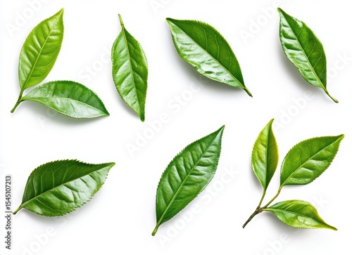 WHITE BACKGROUND