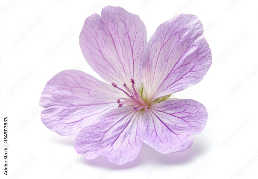 Obraz premium WHITE BACKGROUND