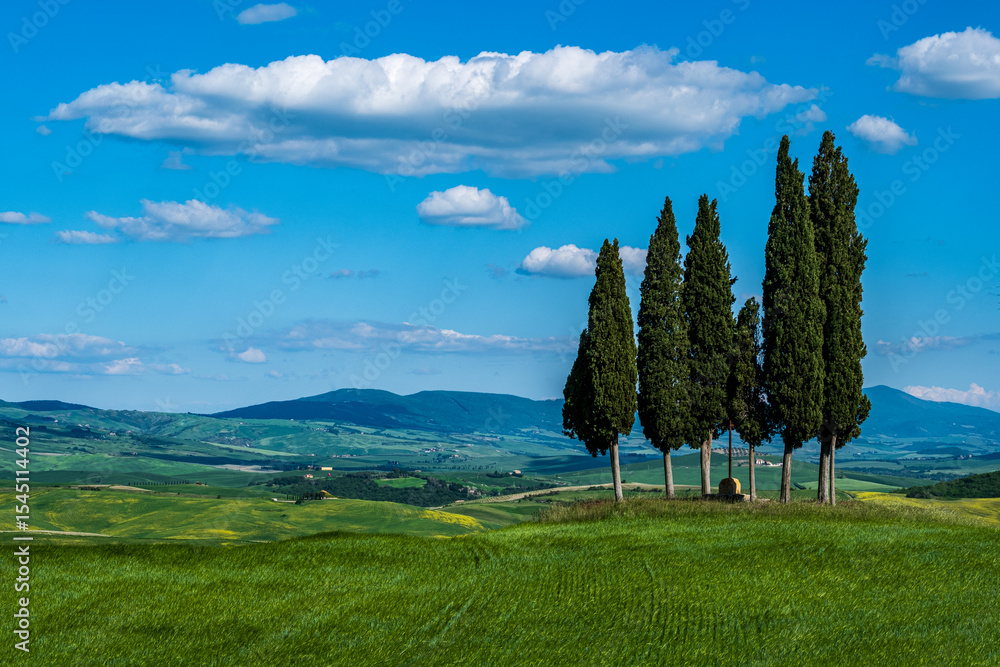 Obraz premium Cipressi in Val d'Orcia