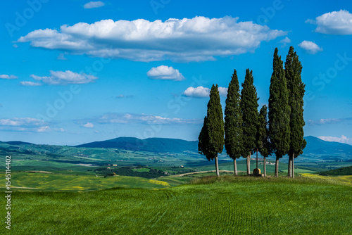 Fototapeta Naklejka Na Ścianę i Meble -  Cipressi in Val d'Orcia