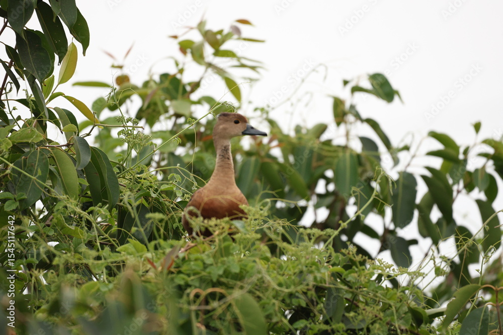 Lesser whistling Duck on tree Lesser whistling Duck on tree