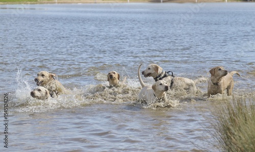Golden and yellow Labrador dogs playing in water on a hot day.