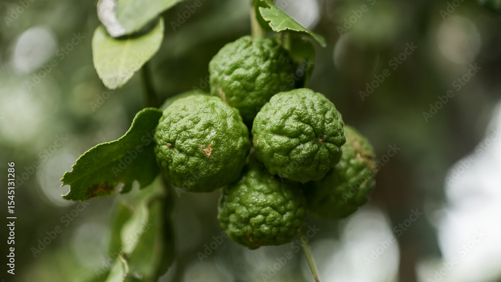 Close-Up of Fresh Kaffir Lime Fruits on the Tree Close-Up of Fresh Kaffir Lime Fruits on the Tree
