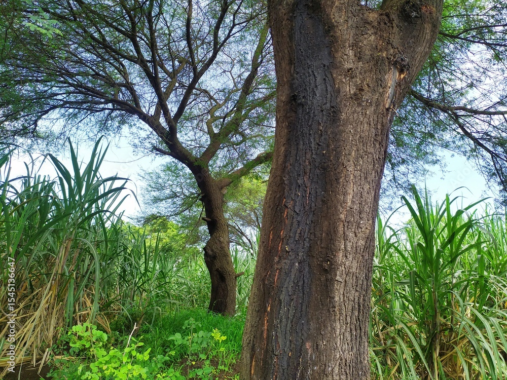 Fototapeta premium Acacia tree discharging gum-like sticky fluid contains greece and oil substances which is useful in ayurvedic herbal medicine and therapeutic procedural treatments.