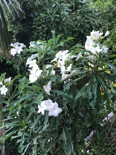 white flowers in the forest