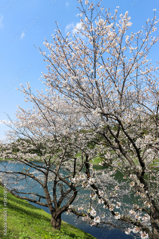 Cherry tree in bloom - Tokyo, Japan Cherry tree in bloom - Tokyo, Japan