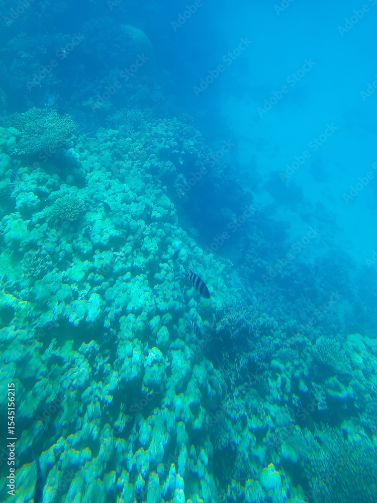 under the sea under the sea