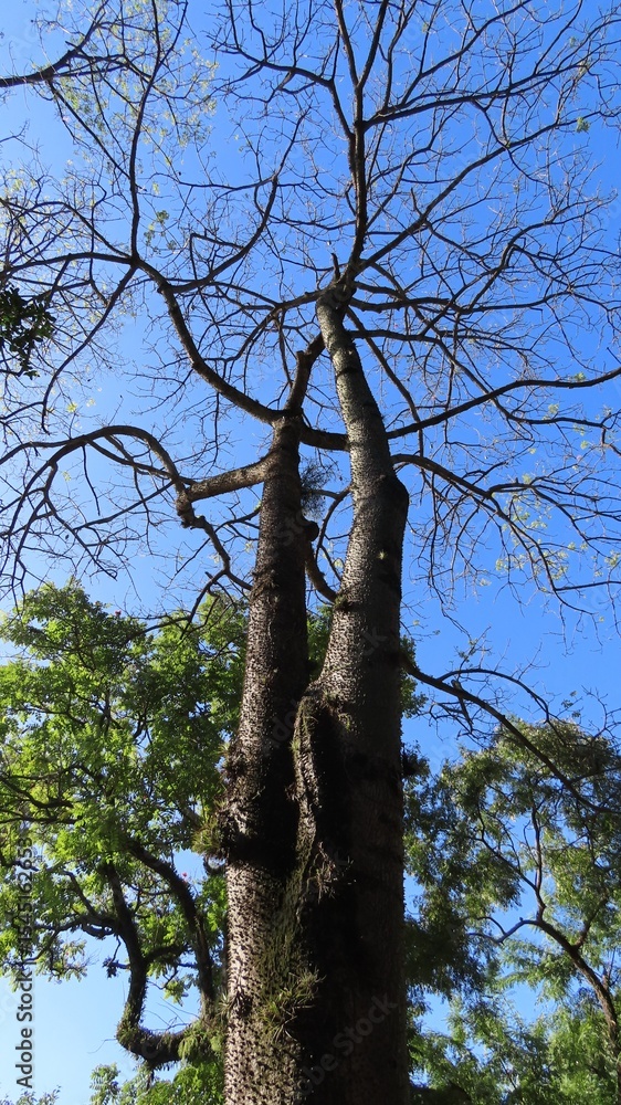 Fototapeta premium tree in the forest
