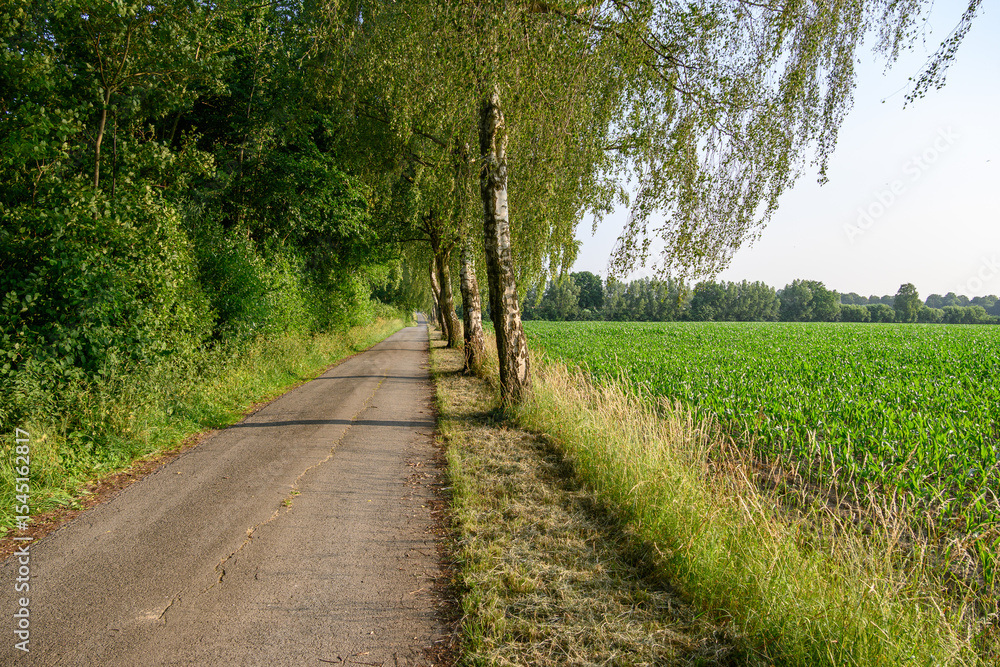 Obraz premium Frühsommer im westlichen Münsterland bei Borken