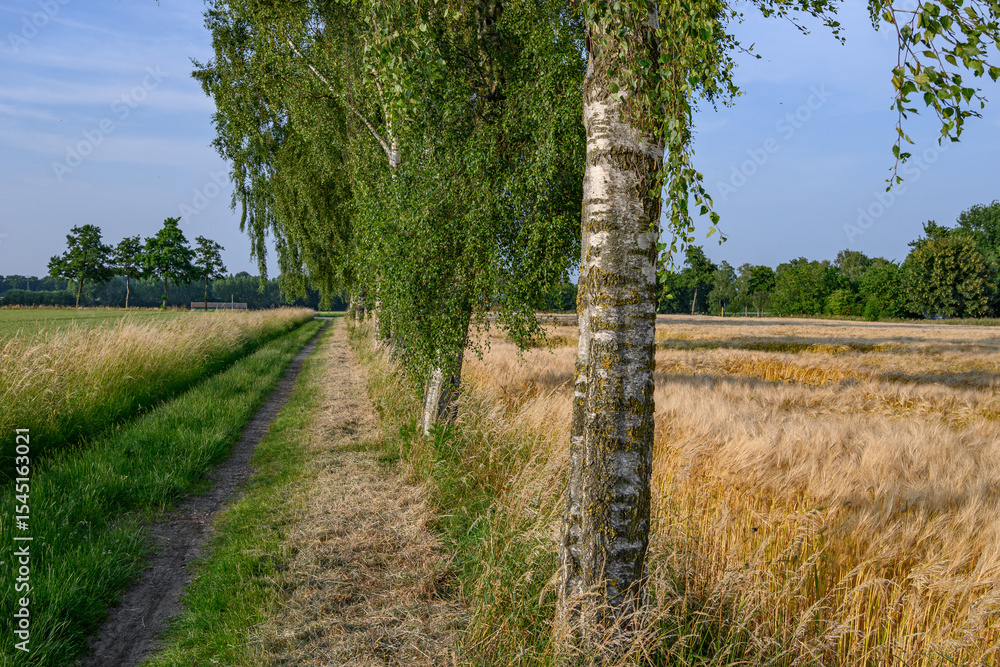 Fototapeta premium Frühsommer im westlichen Münsterland bei Borken
