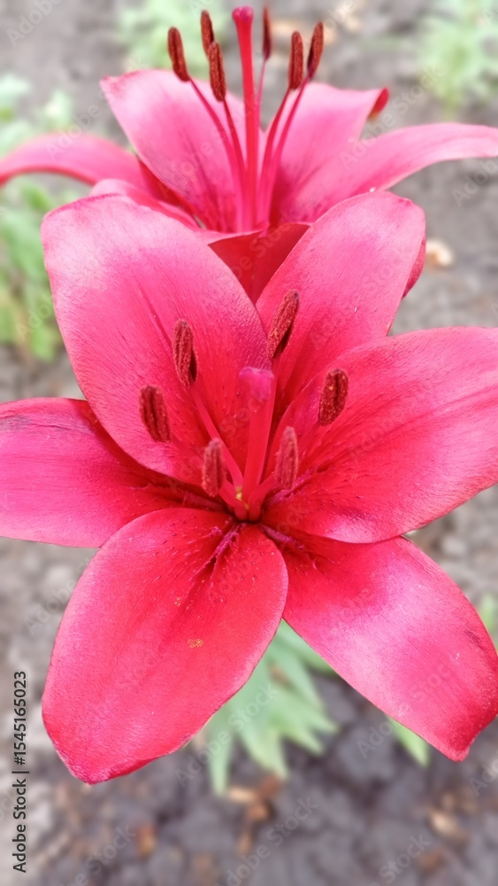 Fototapeta premium portrait