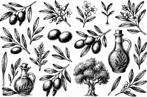 Vintage-style black and white illustrations of olive branches, olives, olive oil bottles, and an olive tree, representing Mediterranean agriculture and natural culinary ingredients
