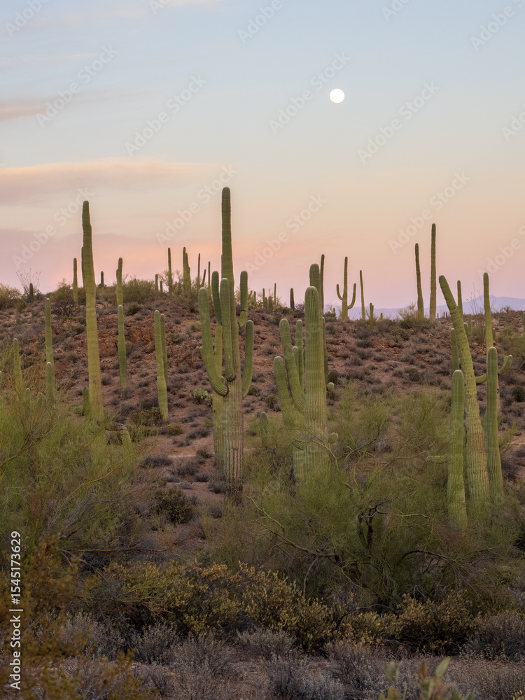 Obraz premium Arizona sunset with saguaros