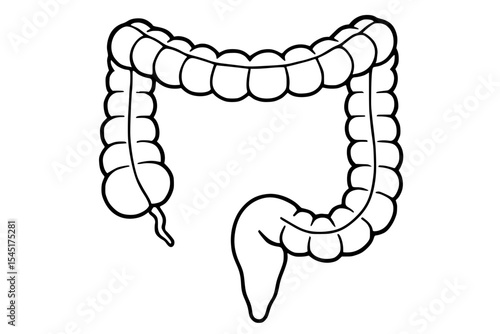 colon illustration, vector