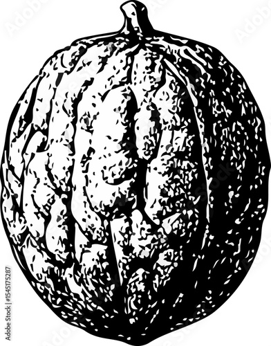 Black and white hand-drawn walnut with intricate shell texture, illustrated in engraving style, ideal for botanical, organic food, and educational design themes