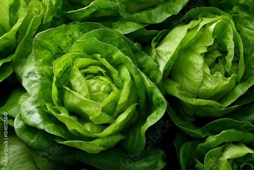 Close-up of two fresh green lettuce rosettes with natural texture