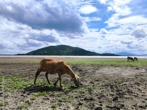 Sheep Grazing on Open Pasture by the Lake